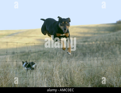 Lincolnshire UK A Fit und gesund Sheepdog, ein New Zealand Huntaway, springen Draht Weide Zäunen auf einer Farm in den Wolds Stockfoto