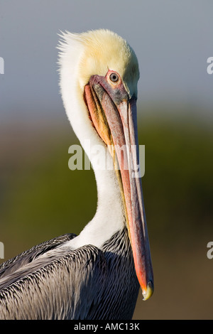 Ein braunen Pelikan Erhebungen der Umgebung an der Bolsa Chica Feuchtgebiete in Huntington Beach, Kalifornien. Stockfoto