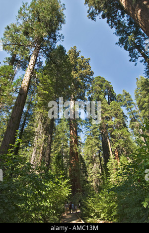 California Gold Country Calaveras County Calaveras große Bäume State Park North Grove Trail Sierra Redwood Mammutbaum Stockfoto
