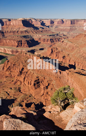 Einsamer Wacholder klammerte sich an den Rand des roten Sandstein Canyone mit Blick auf den Colorado River Dead Horse Point State Park-Utah Stockfoto