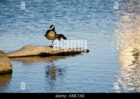 Eine verletzte Gans auf einem Baumstamm in einem See Stockfoto