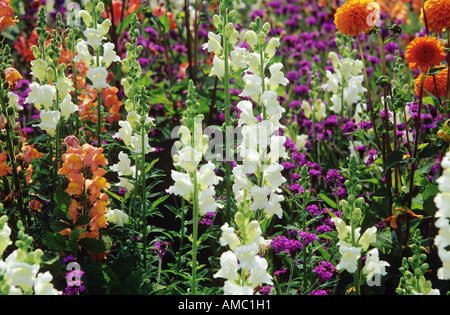 Löwenmaul / Antirrhinum Majus Stockfoto