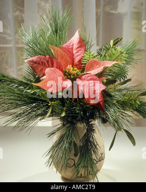 Weihnachtsstern zwischen Zweige / Euphorbia Pulcherrima Stockfoto