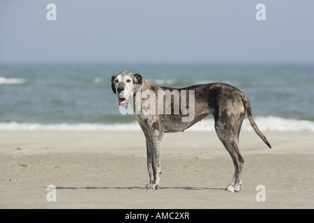 Deutsche Dogge Hund - stehen am Strand Stockfoto