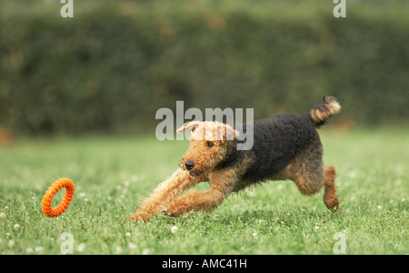 Airedale Terrier Hund - spielen Stockfoto