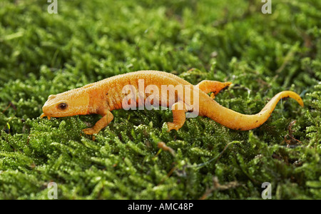 Alpenmolch (Ichthyosaura alpestris, Triturus alpestris). Albino auf Moos Stockfoto