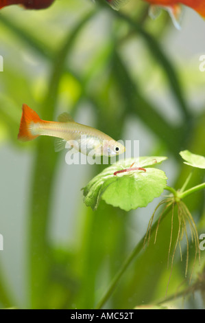 Millionsfish / Poecilia Reticulata Stockfoto
