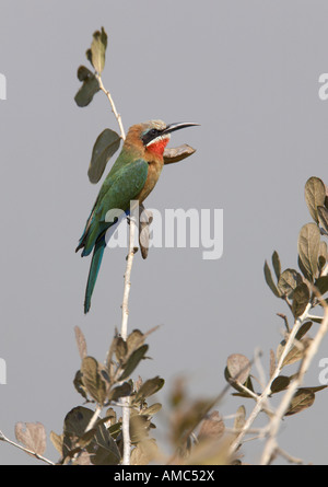 White-Fronted Bienenfresser (Merops Bullockoides) Stockfoto