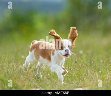 Cavalier King Charles Spaniel Hund - Welpe auf Wiese Stockfoto