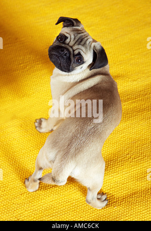 Mops - Welpe - stehend Stockfoto