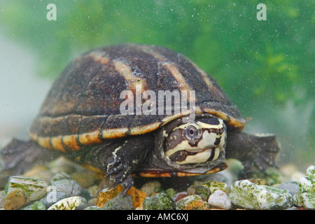 Gestreifte Schlamm Schildkröte in Wasser / Kinosternon Baurii Stockfoto