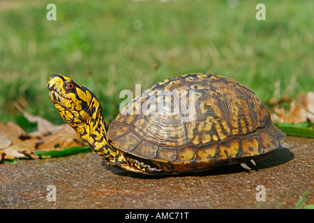 östliche Kasten-Schildkröte / Terrapene Carolina Carolina Stockfoto