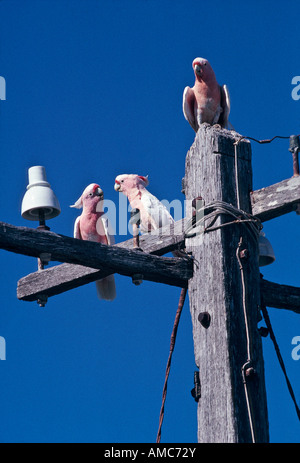 [Rosa "großen Mitchell"] Kakadu Australien Stockfoto