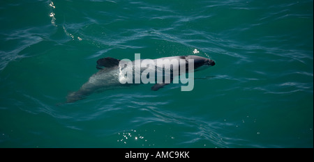 Hector-Delfin (Cephalorhynchus Hectori) Kaikoura Neuseeland Stockfoto