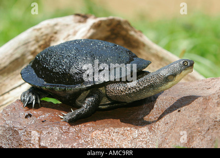 Eastern Long-necked Turtle (Chelodina longicollis) auf einem Felsen Stockfoto