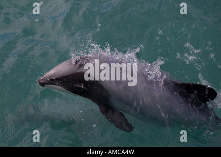 Hector-Delfin (Cephalorhynchus Hectori) Akoroa New Zealand Stockfoto