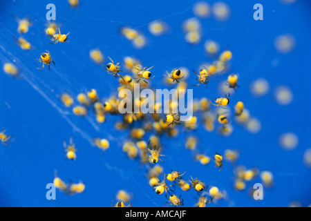 Kleine Spinnen auf Web Stockfoto