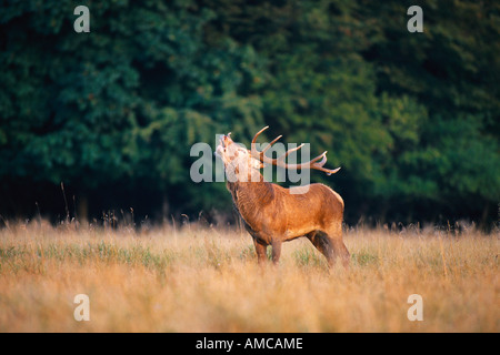 Elch in Feld Stockfoto