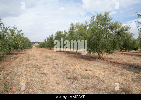 Junge Olivenbäume in konvergierende Reihen nordöstlichen Victoria Australien Stockfoto