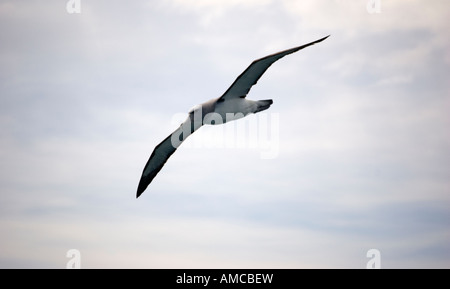 Salvin Mollymawk Albatros (Thalassarche Salvini) Kaikoura Neuseeland Stockfoto