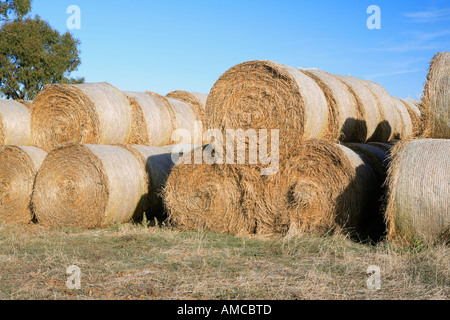 Große Runde Heuballen gestapelt in Reihen in der Nähe ein Kaugummi Baum Obermaterial Murray Valley Nord-östlichen Victoria Australien Stockfoto