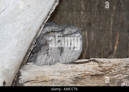 Zwei Tawny Frogmouths zusammengedrängt auf einem Baumstamm Australien Stockfoto