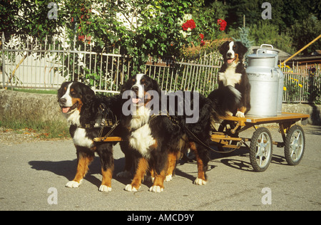 Berner Sennenhund. Zwei Erwachsene ziehen Milchwagen mit Hündchen drauf Stockfoto