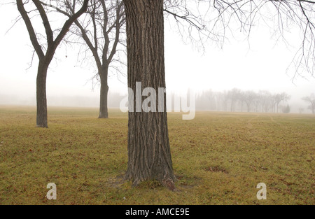 Herbstnebel in Assiniboine Park Winnipeg Manitoba Kanada Stockfoto