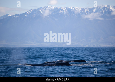 Pottwal (Physeter Macrocephalus) Kaikoura Neuseeland Stockfoto