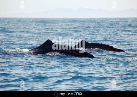 Pottwal (Physeter Macrocephalus) Kaikoura Neuseeland Stockfoto