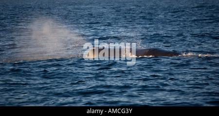 Pottwal (Physeter Macrocephalus) Kaikoura Neuseeland Stockfoto