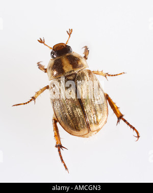 Juni Käfer Phyllophaga spp Stockfoto