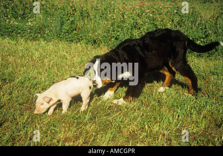 Berner Sennenhund Welpen schnüffeln an Ferkel Stockfoto