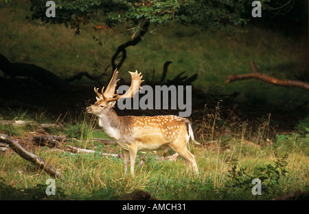 Damhirsch Hirsch - stehend auf Wiese / Cervus Dama Stockfoto