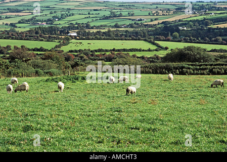 BLACKSTAIRS MOUNTAINS CO WEXFORD REPUBLIC OF Irland Europäische UNION Oktober Schafbeweidung in einem Feld Stockfoto