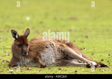 Westlichen Grey Kangaroo - seitlich auf dem Boden liegend / Macropus Fuliginosus Stockfoto