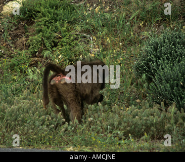 Südafrika Oktober männlichen Pavian Fütterung an der Seite von der Straße in den Cape of Good Hope Nature Reserve Stockfoto