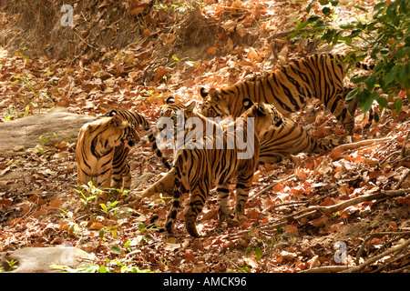 4 Bengal Tiger - Tigerin mit jungen / Panthera Tigris Tigris Stockfoto