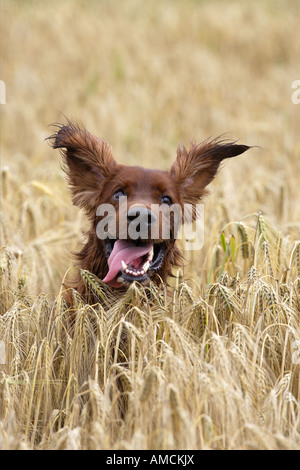 Irish Red Setter Hund im Kornfeld Stockfoto