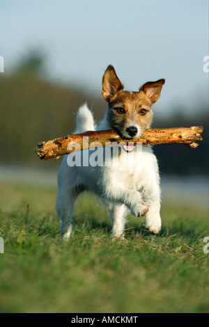 Jack-Russell-Terrier. Erwachsener Hund auf einer Wiese, einen Stick abrufen Stockfoto