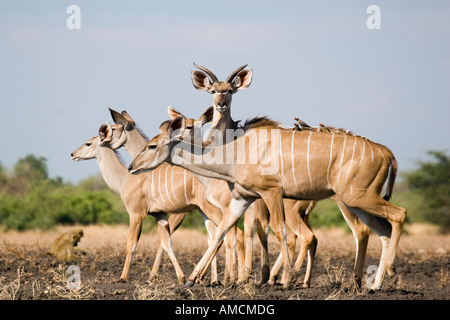 weibliche Kudus mit jungen männlichen Kudu antilope Stockfoto