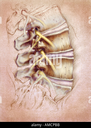 Illustration - Wirbelsäule Stockfoto