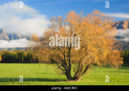 Baum im Tal, Hanmer Springs, Canterbury, Südinsel, Neuseeland Stockfoto