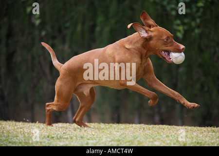 Magyar Vizsla Hund - Spiele mit ball Stockfoto