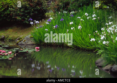 Japanische Iris reflektiert in einem Teich im japanischen Garten Seattle WA USA Stockfoto