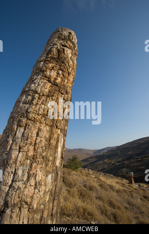 Bis zu 20m Jahre alter versteinerte Baum in Lesbos Griechenland Stockfoto