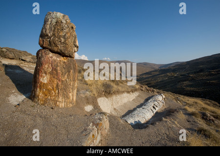 Bis zu 20m Jahre alter versteinerte Baum in Lesbos Griechenland Stockfoto