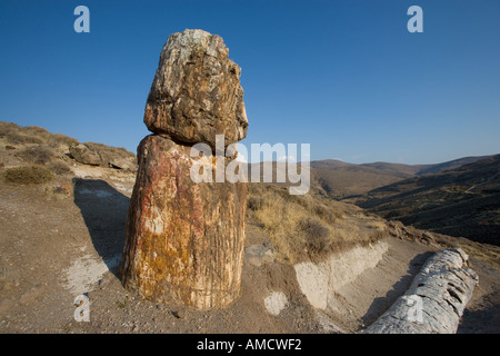 Bis zu 20m Jahre alter versteinerte Baum in Lesbos Griechenland Stockfoto