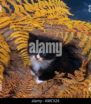 Schwarz weiße Kätzchen im Herbst Stockfoto