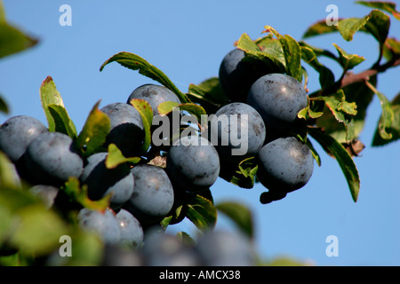 Eine reiche Ernte von Schlehe Beeren. Prunus spinosa Stockfoto